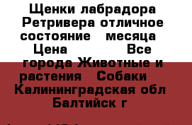 Щенки лабрадора Ретривера отличное состояние 2 месяца › Цена ­ 30 000 - Все города Животные и растения » Собаки   . Калининградская обл.,Балтийск г.